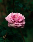 Damask Rose - Organic Essential Oil, 5% Dilution in Jojoba Oil
