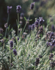 Lavender - Organic Essential Oil