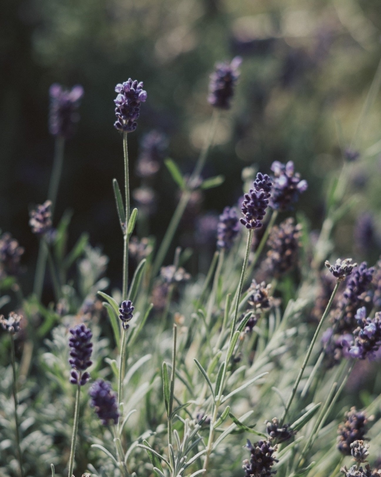 Stirling Castle - Essential Oil Candle