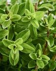Marjoram - Organic Essential Oil